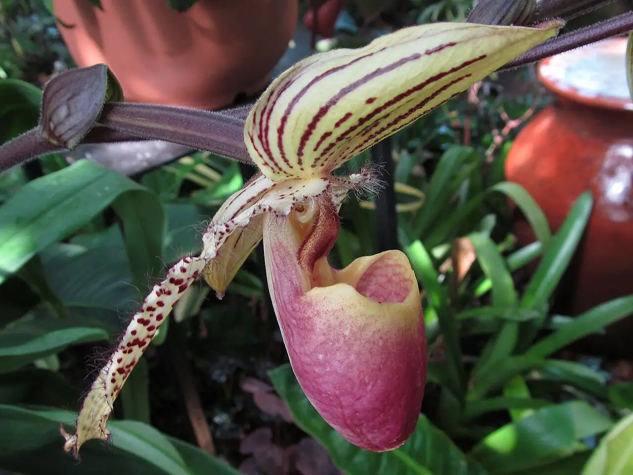 兜兰属 (Paphiopedilum) — 更多视角