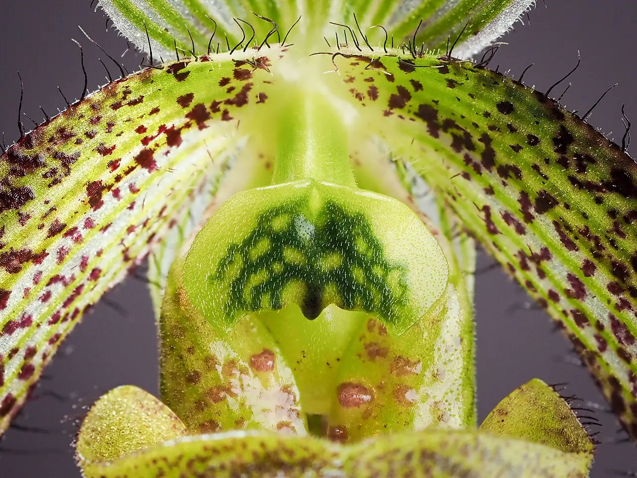 兜兰属 (Paphiopedilum) — 更多视角