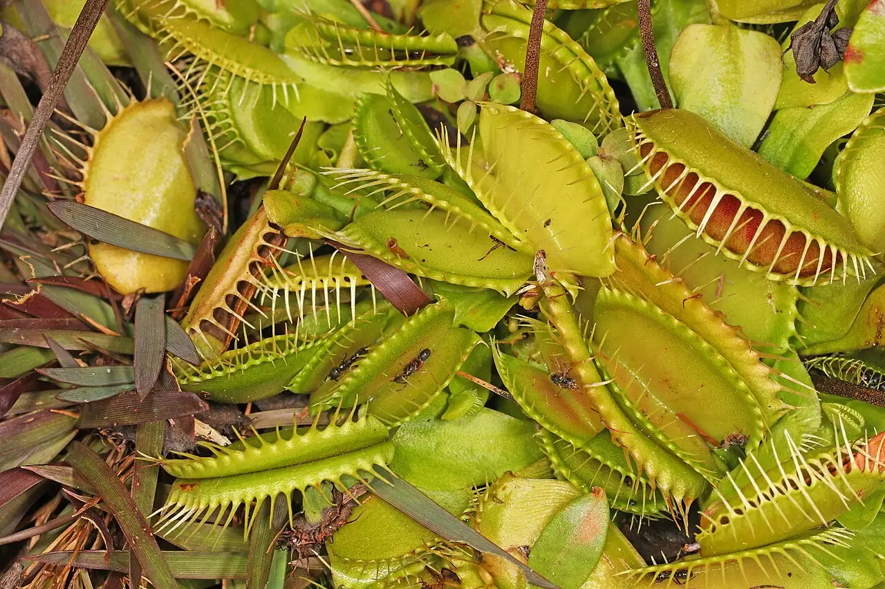捕蝇草 (Dionaea muscipula) — 细节