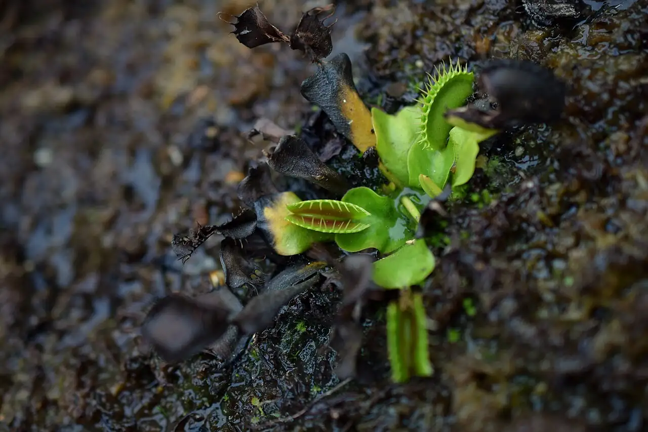 捕蝇草 (Dionaea muscipula) — 特写