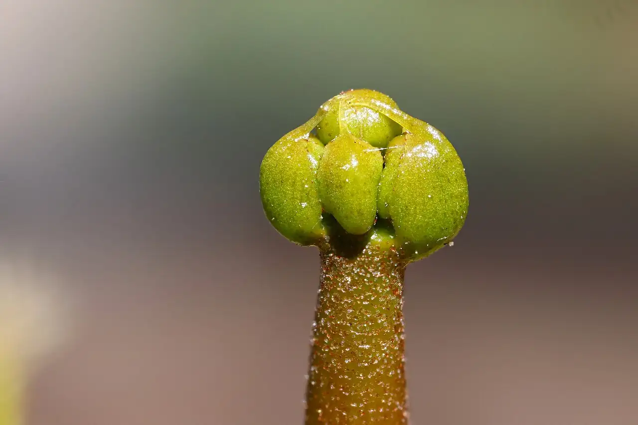 捕蝇草 (Dionaea muscipula) — 环境展示