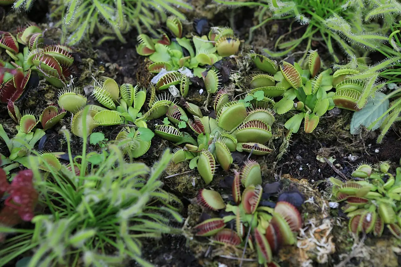 捕蝇草 (Dionaea muscipula) — 更多视角
