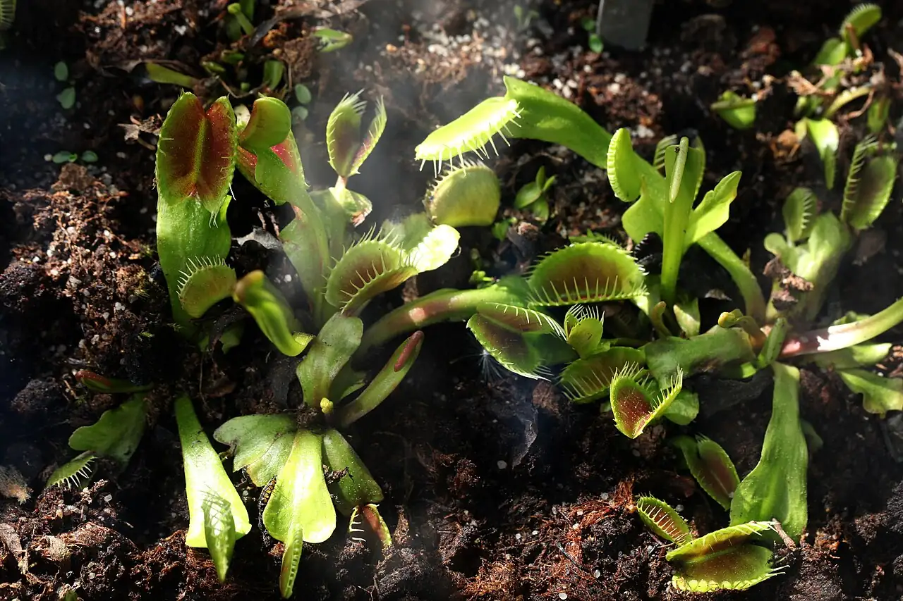 捕蝇草 (Dionaea muscipula) — 更多视角