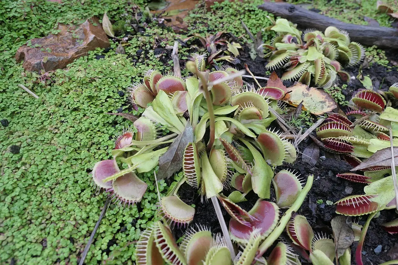 捕蝇草 (Dionaea muscipula) — 更多视角