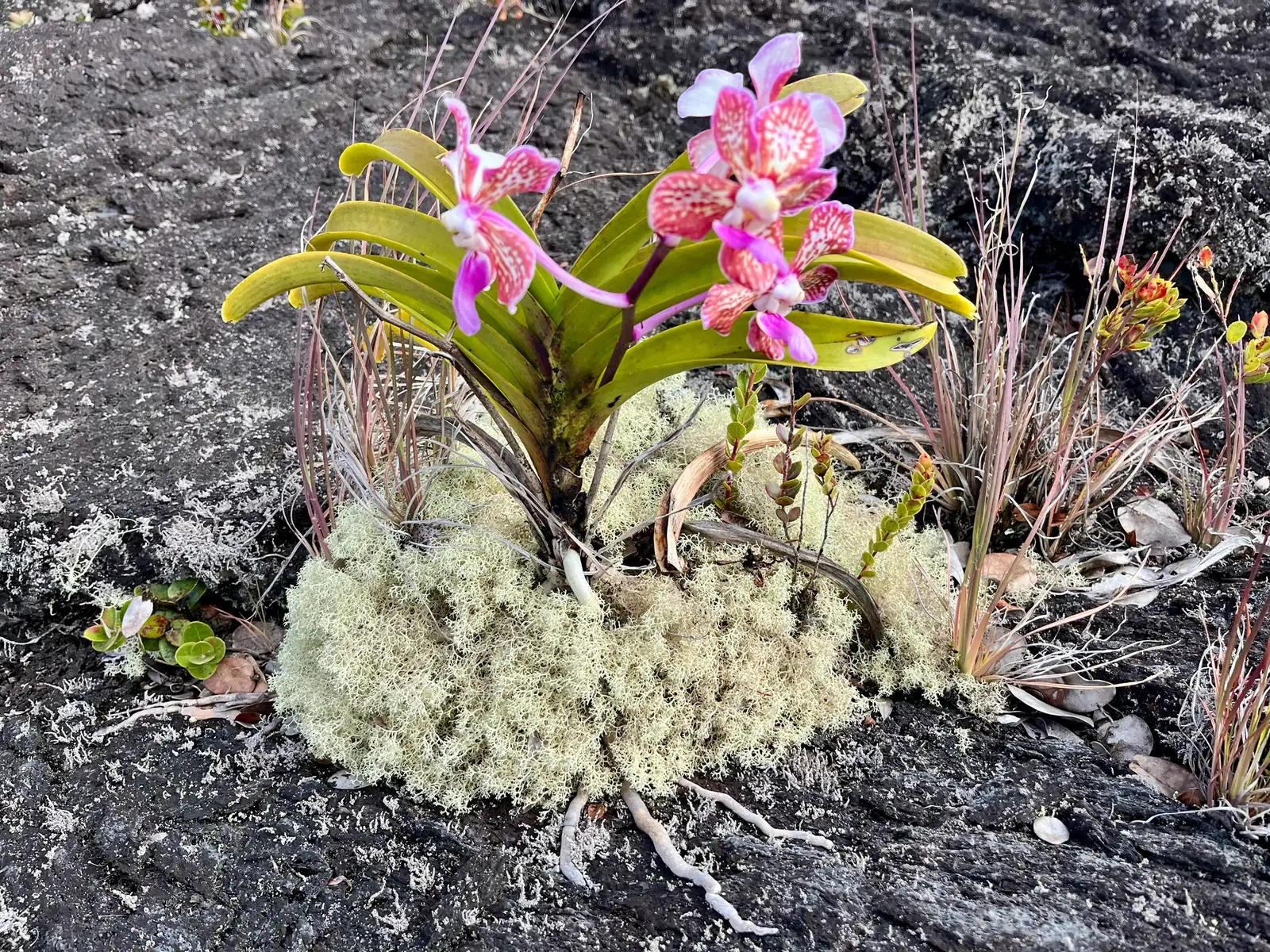 耐莉艾斯勒兰 (× Odontonia 'Nelly Isler') — 特写