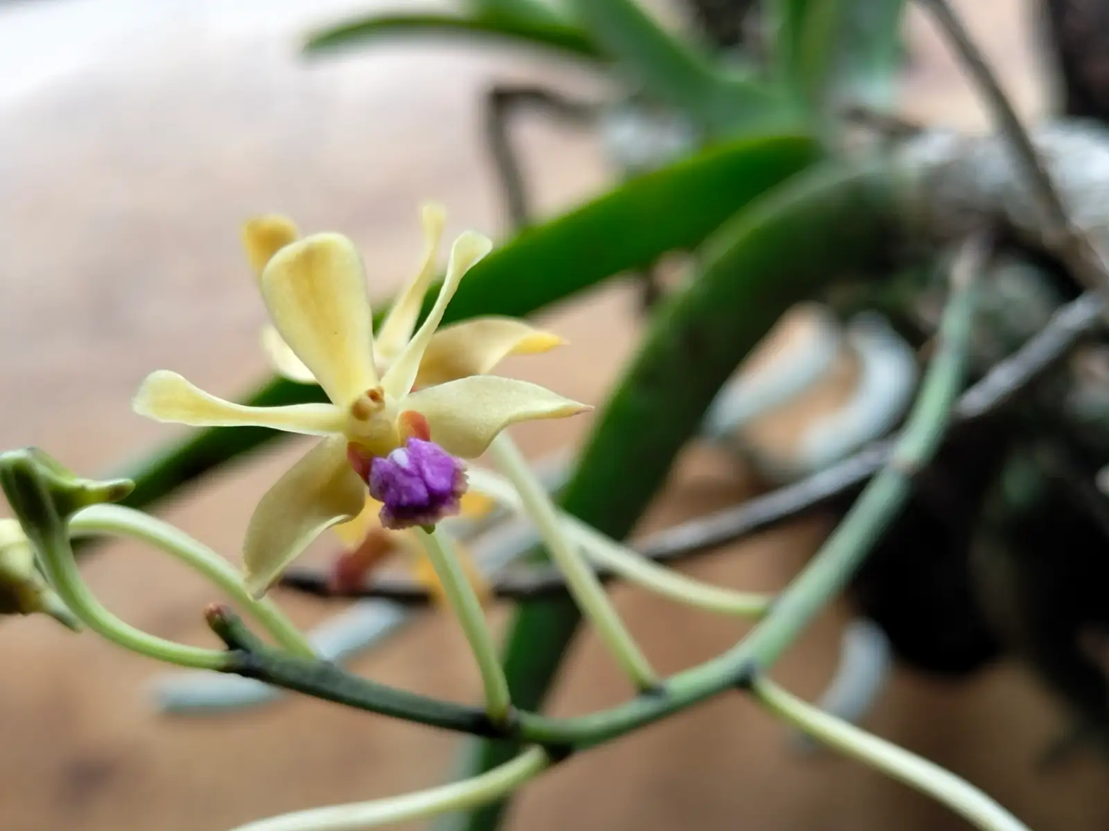 耐莉艾斯勒兰 (× Odontonia 'Nelly Isler') — 环境展示
