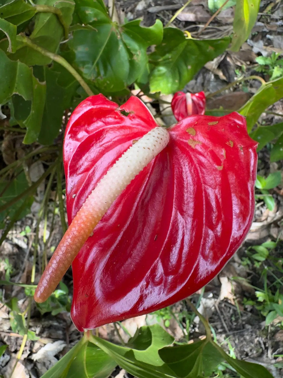 “黑皇后” 花烛 (Anthurium andraeanum (cultivar group)) — 特写