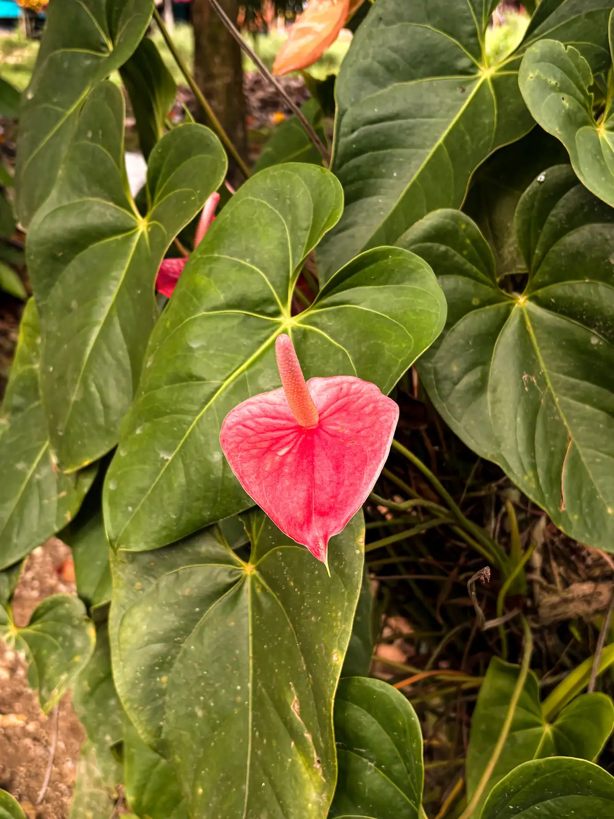 “黑皇后” 花烛 (Anthurium andraeanum (cultivar group)) — 环境展示
