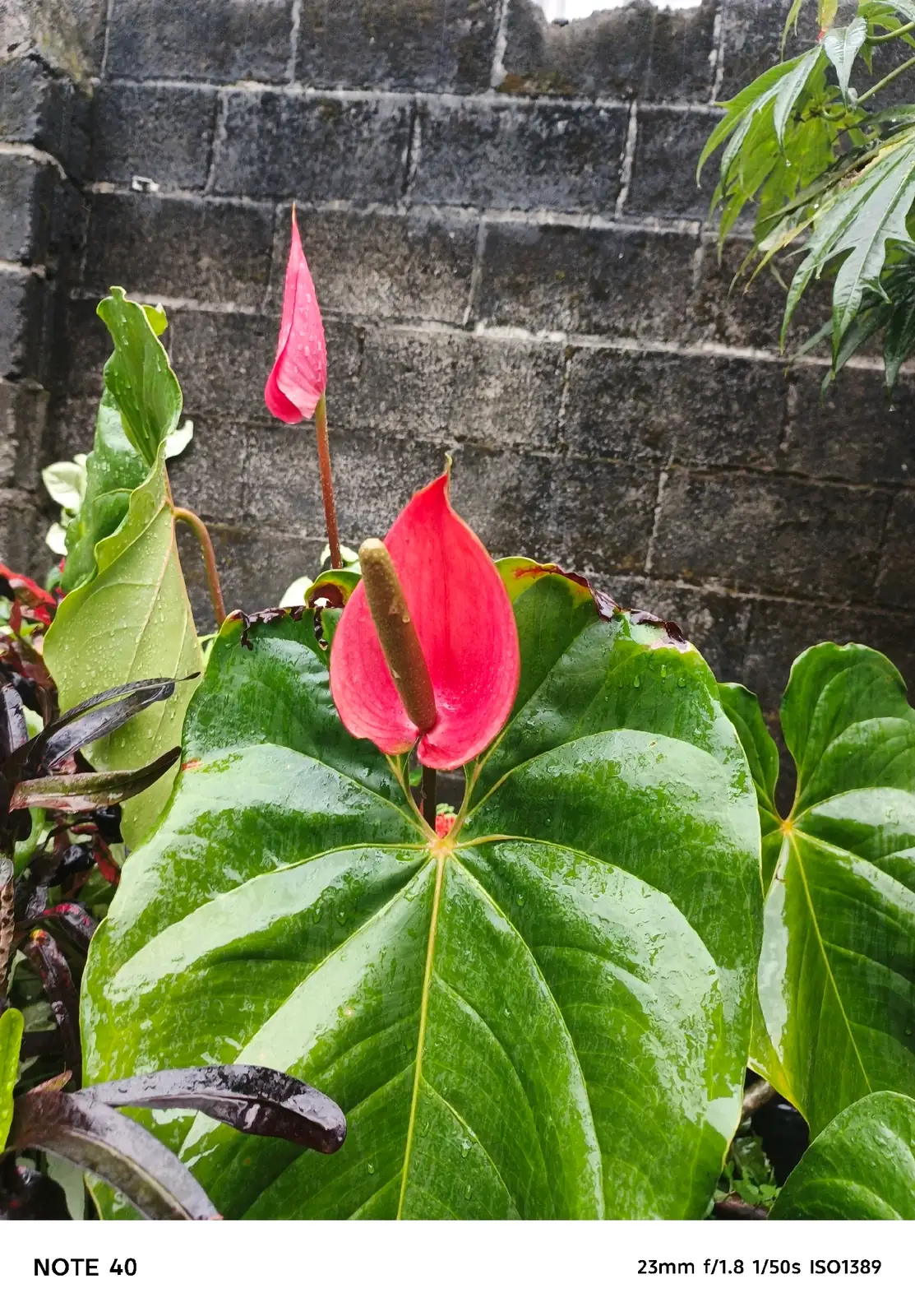 “黑皇后” 花烛 (Anthurium andraeanum (cultivar group)) — 更多视角