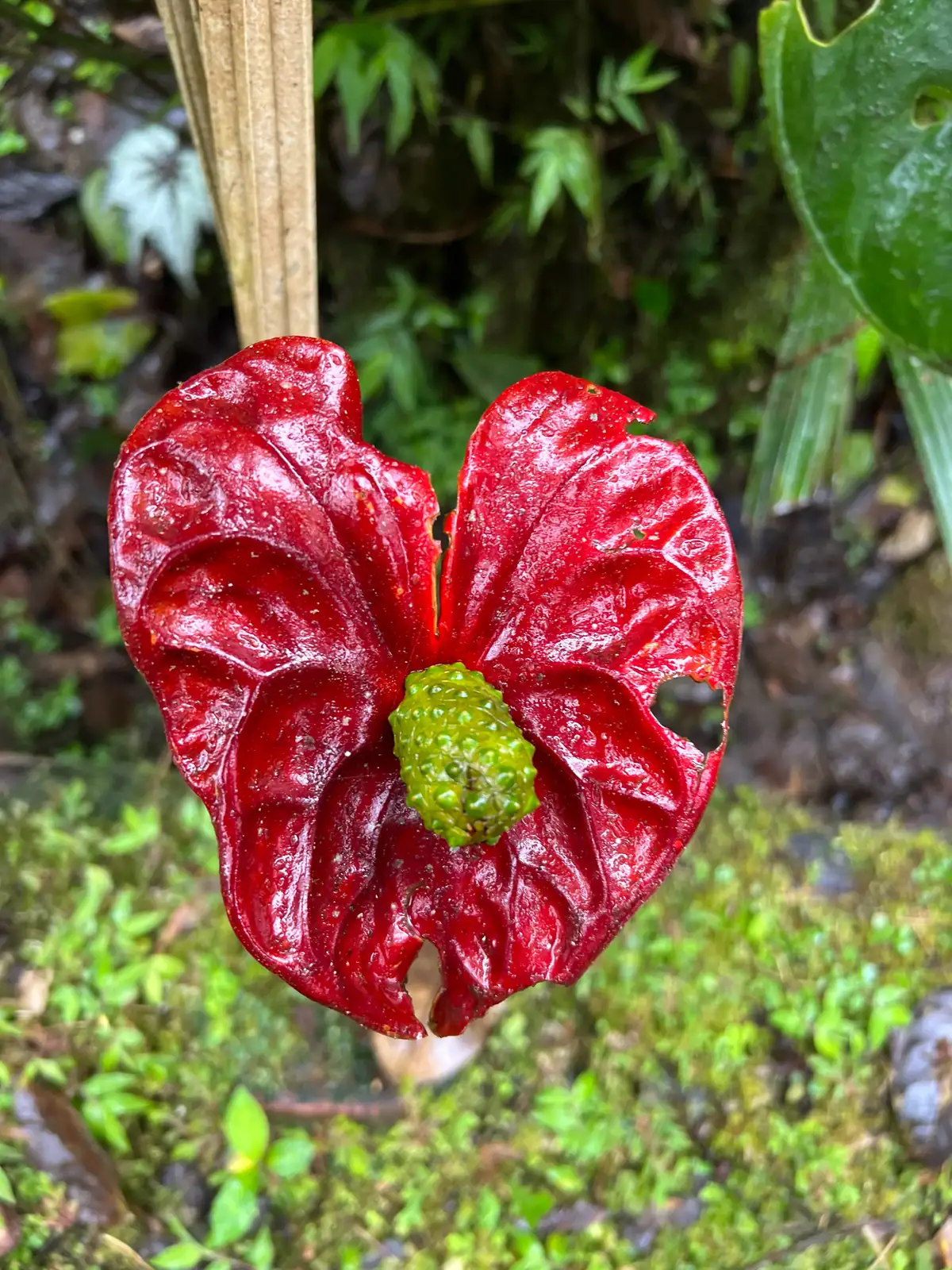 “黑皇后” 花烛 (Anthurium andraeanum (cultivar group)) — 更多视角