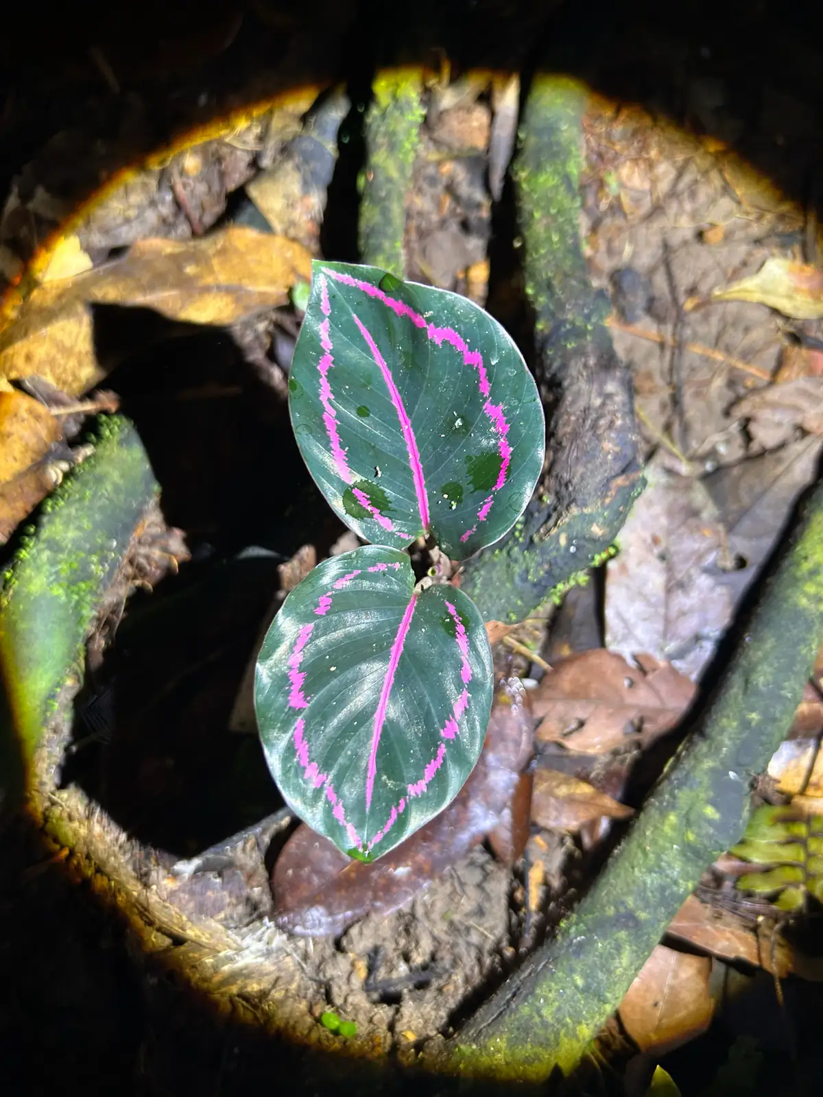 艳锦竹芋 (Goeppertia roseopicta 'Rosy') — 更多视角