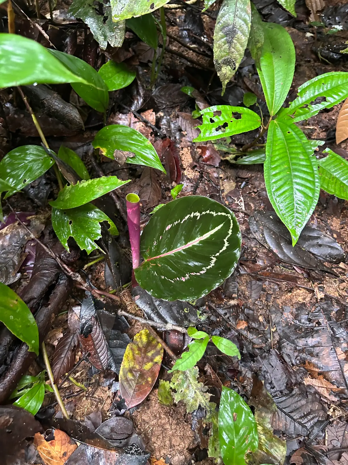 艳锦竹芋 (Goeppertia roseopicta 'Rosy') — 特写