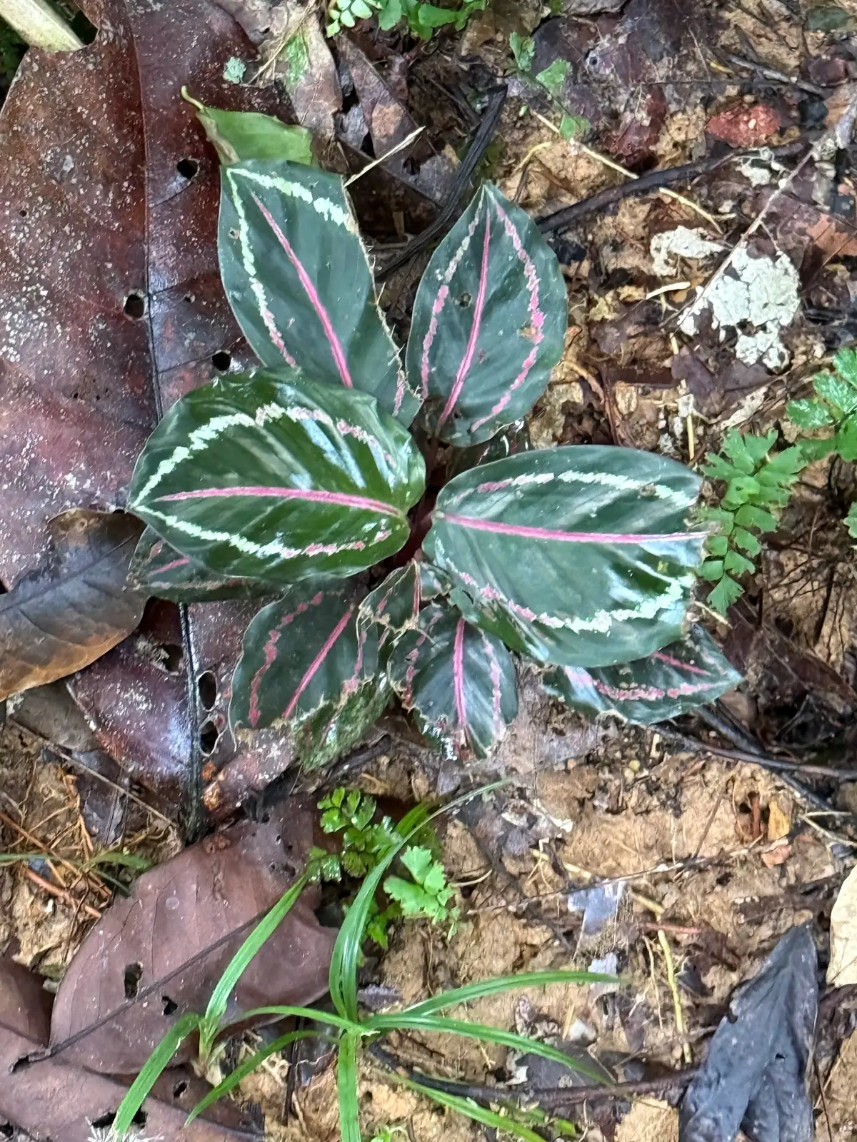 艳锦竹芋 (Goeppertia roseopicta 'Rosy') — 环境展示