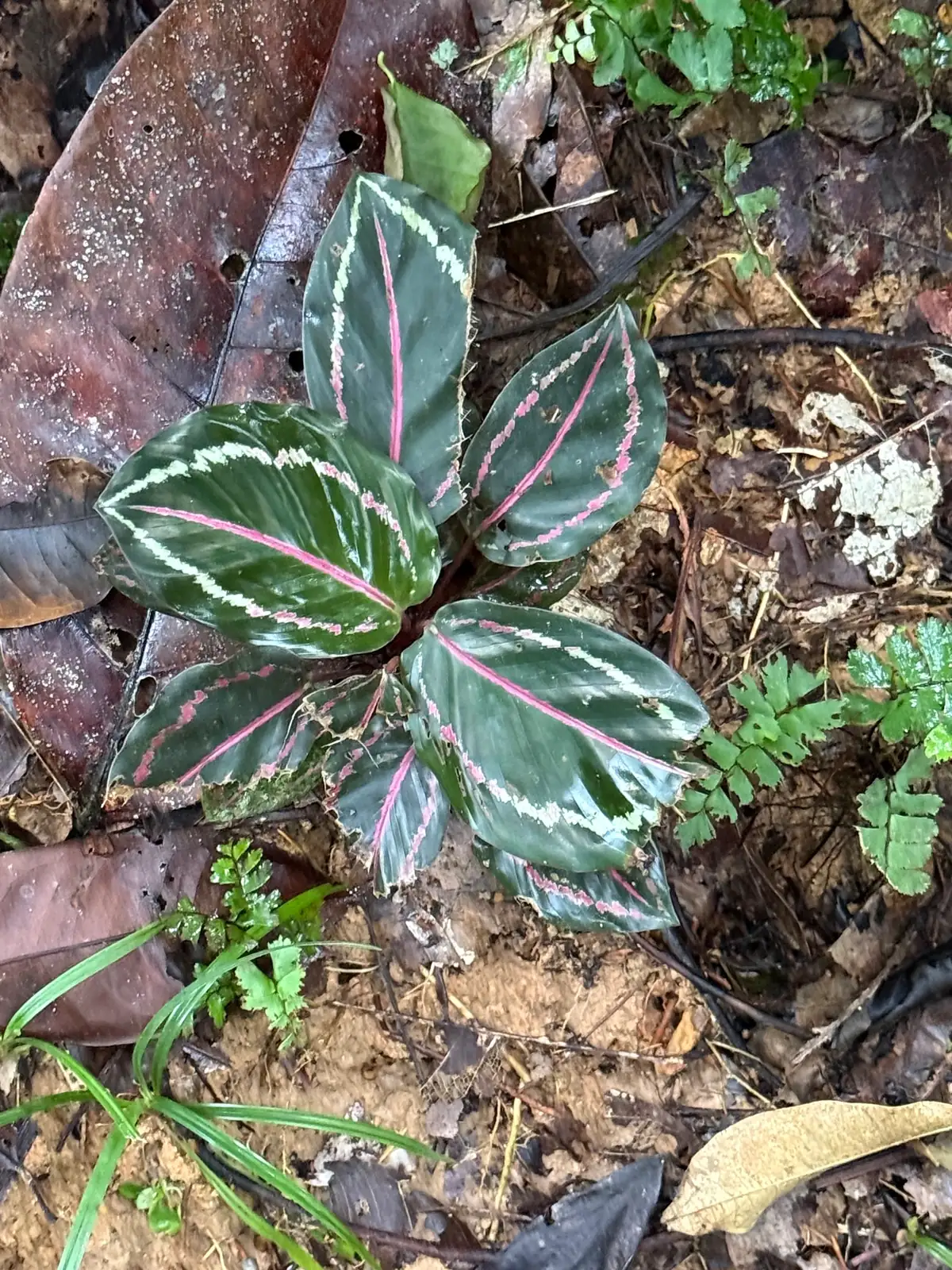 艳锦竹芋 (Goeppertia roseopicta 'Rosy') — 更多视角