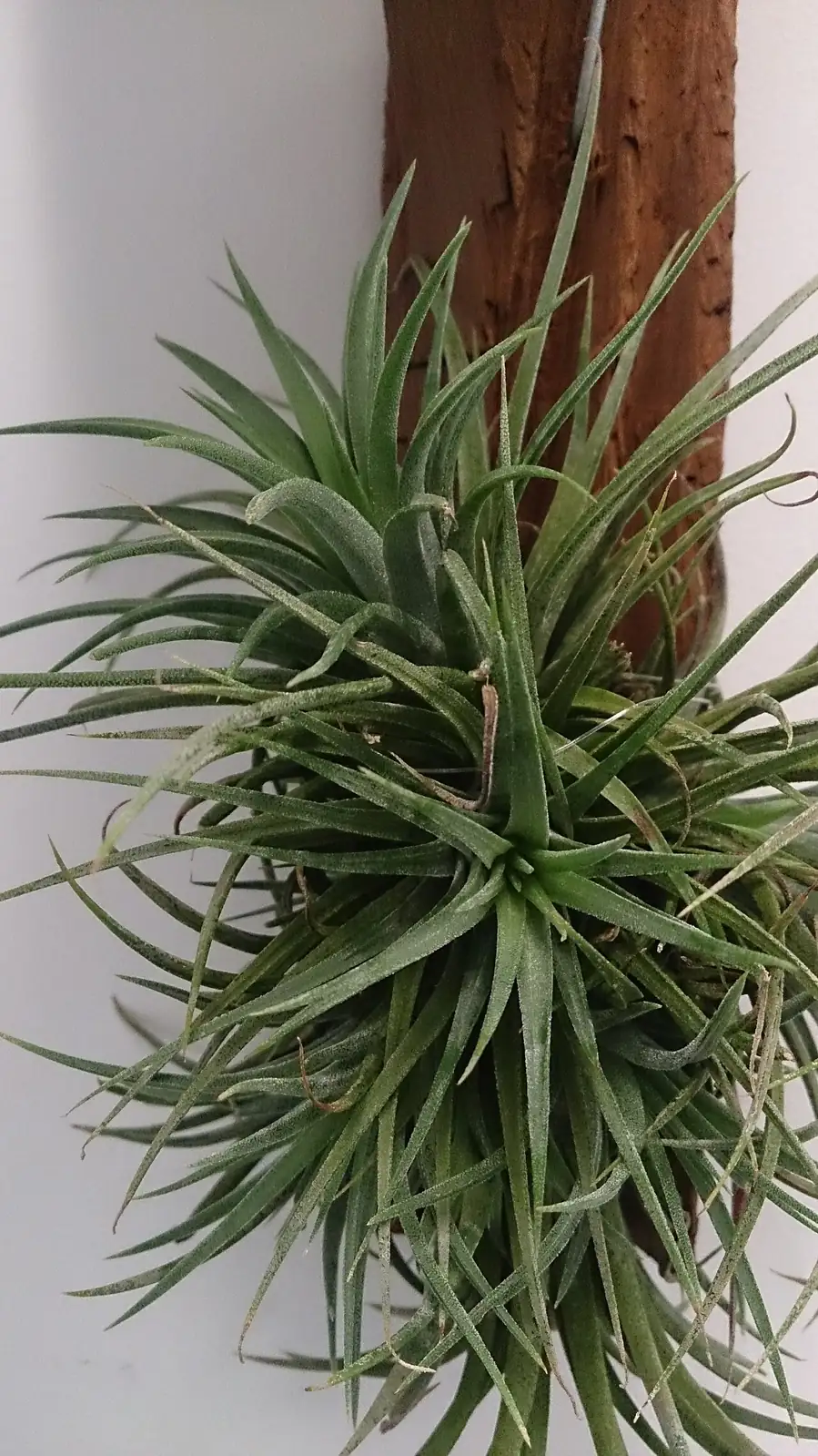 气花铁兰空气凤梨 (Tillandsia spp.) — 环境展示