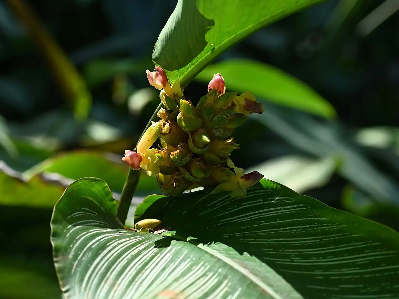 方角栉花竹芋 (Goeppertia ornata) — 环境展示