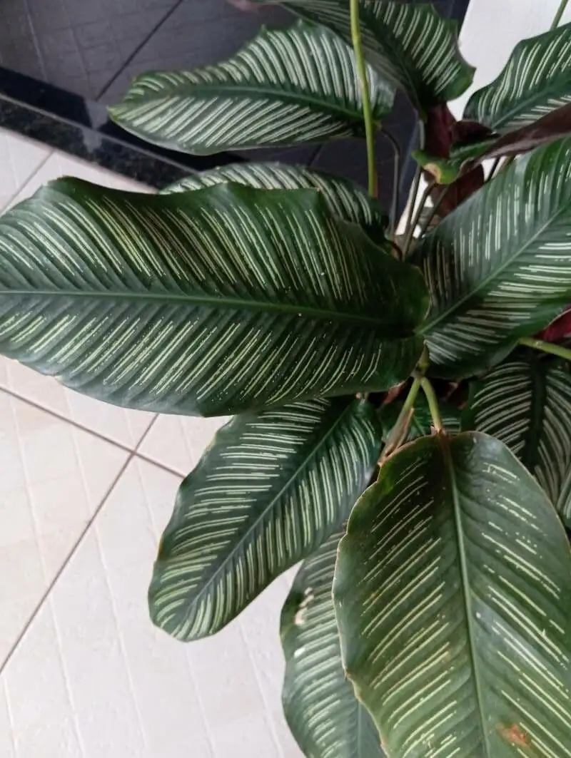 方角栉花竹芋