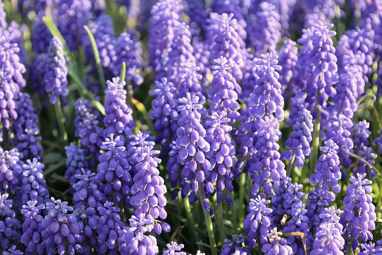 葡萄风信子 (Muscari armeniacum) — 细节
