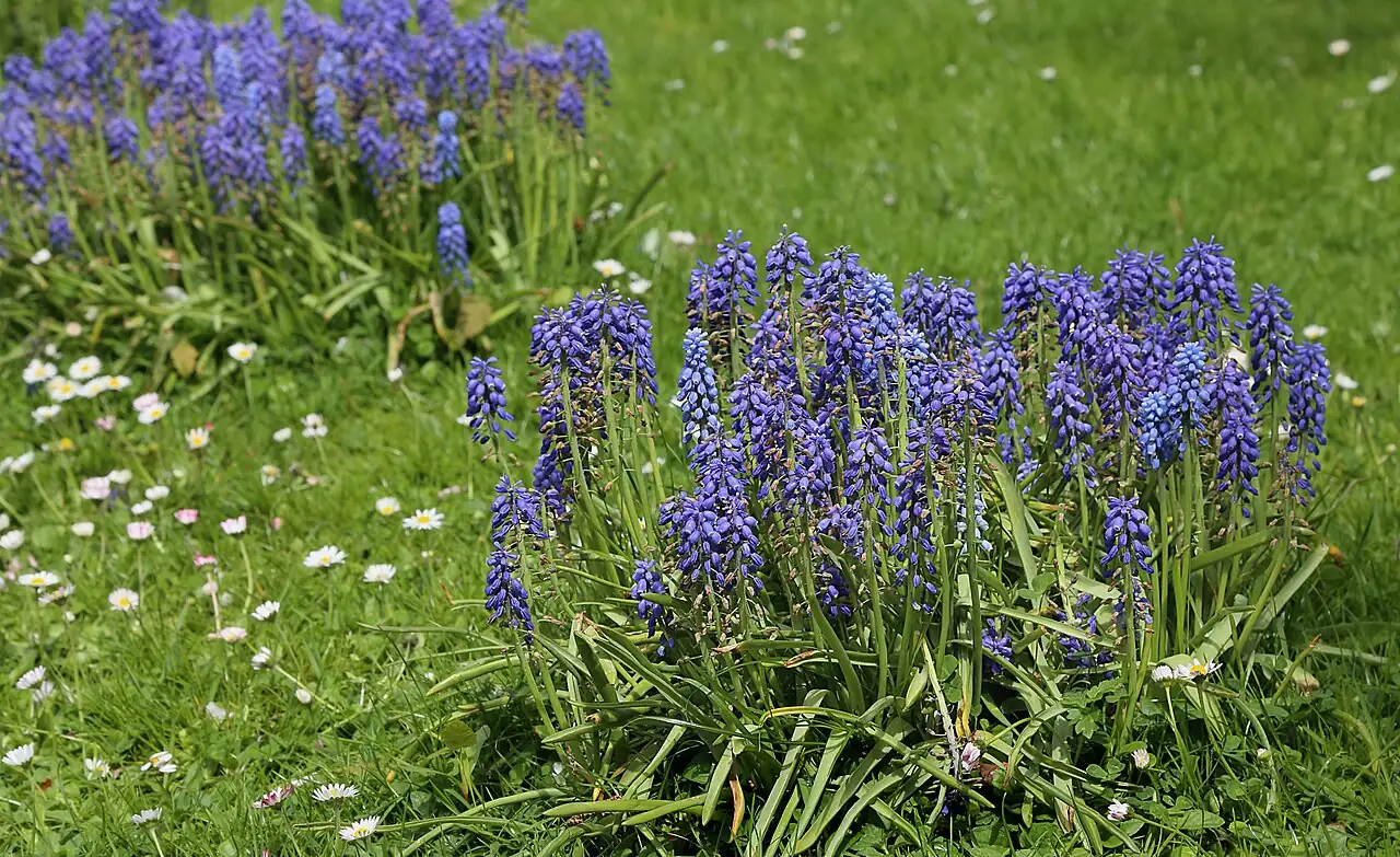 葡萄风信子 (Muscari armeniacum) — 特写