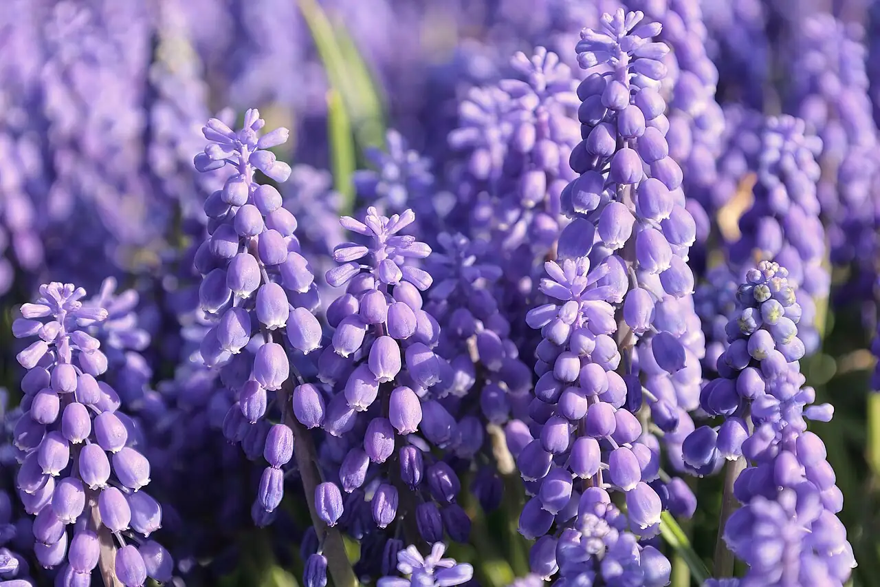 葡萄风信子 (Muscari armeniacum) — 环境展示