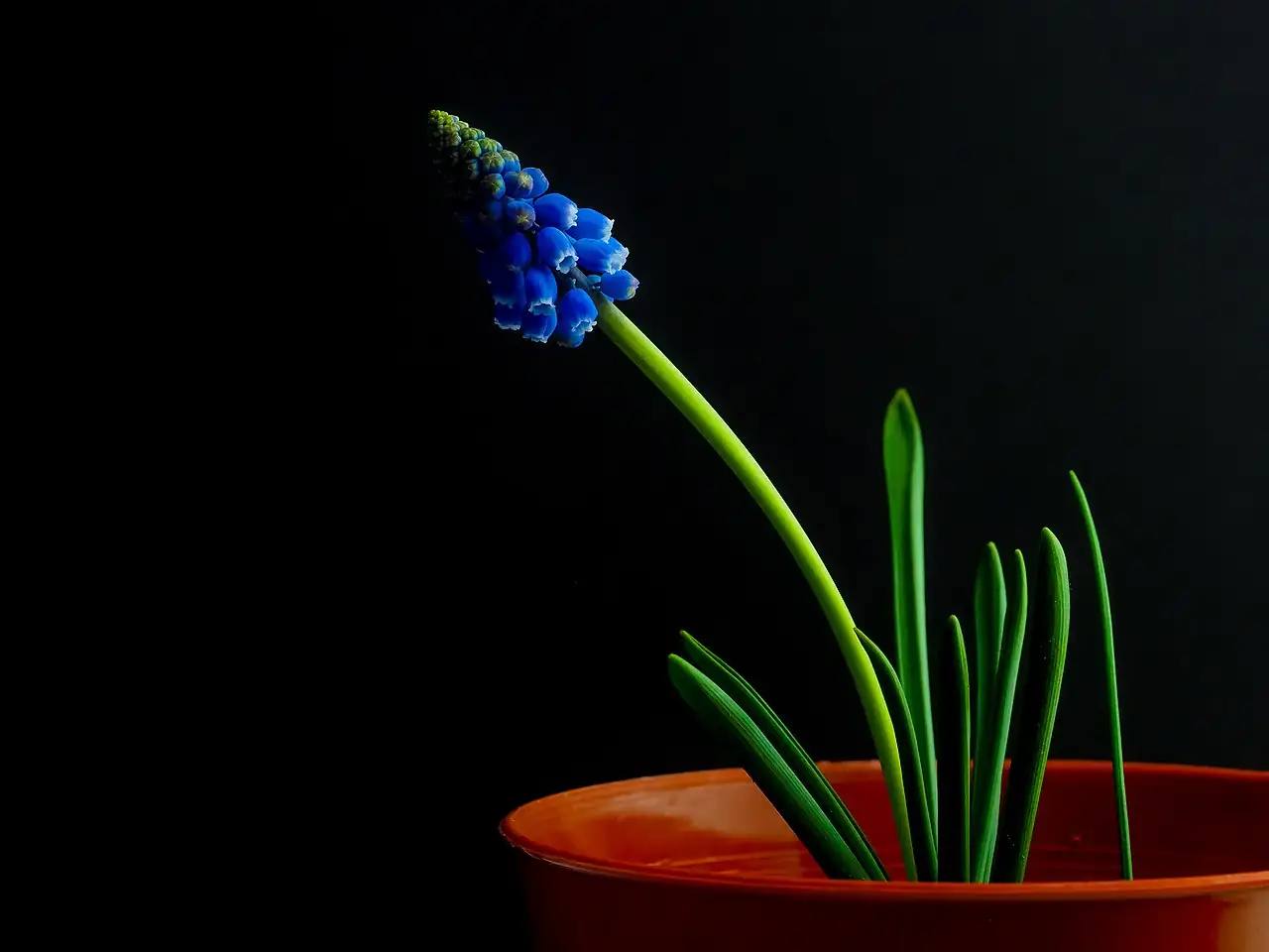 葡萄风信子 (Muscari armeniacum) — 更多视角