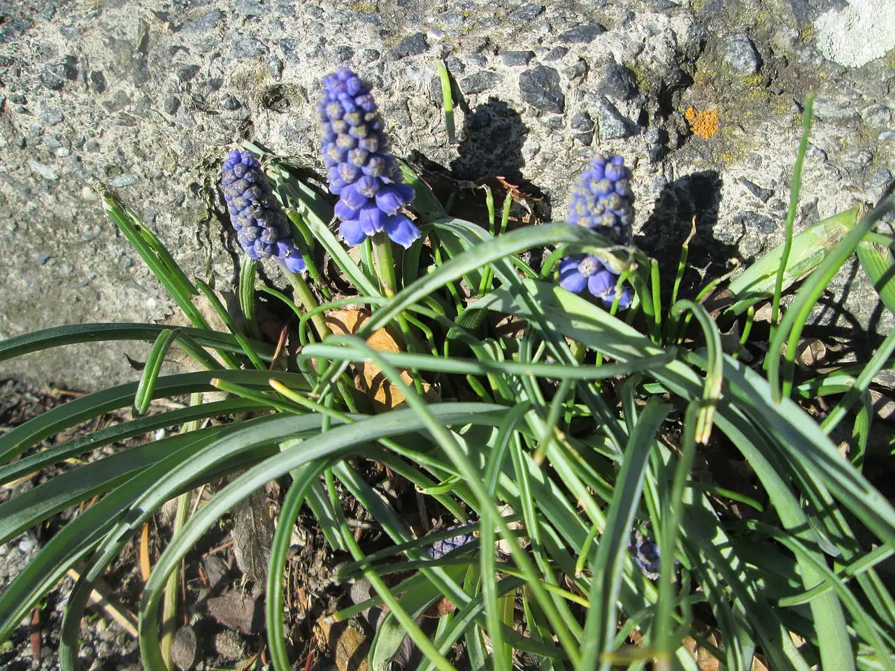 葡萄风信子 (Muscari armeniacum) — 更多视角