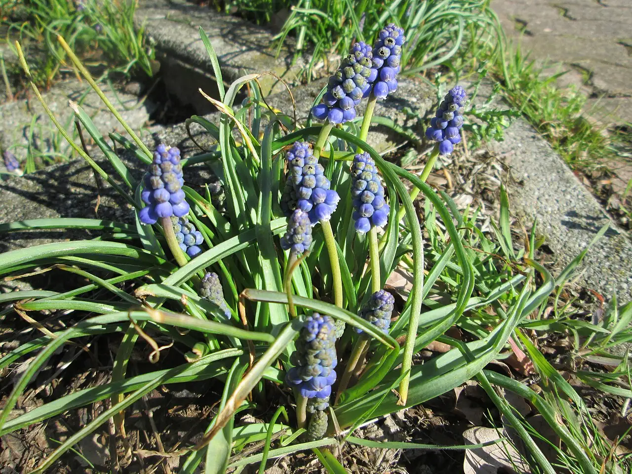 葡萄风信子 (Muscari armeniacum) — 更多视角