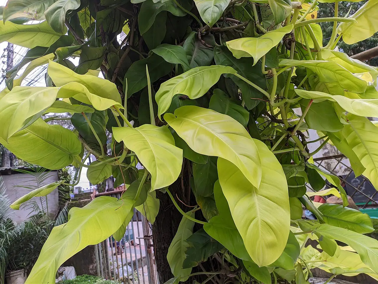 小叶喜林芋 (Philodendron hederaceum) — 细节