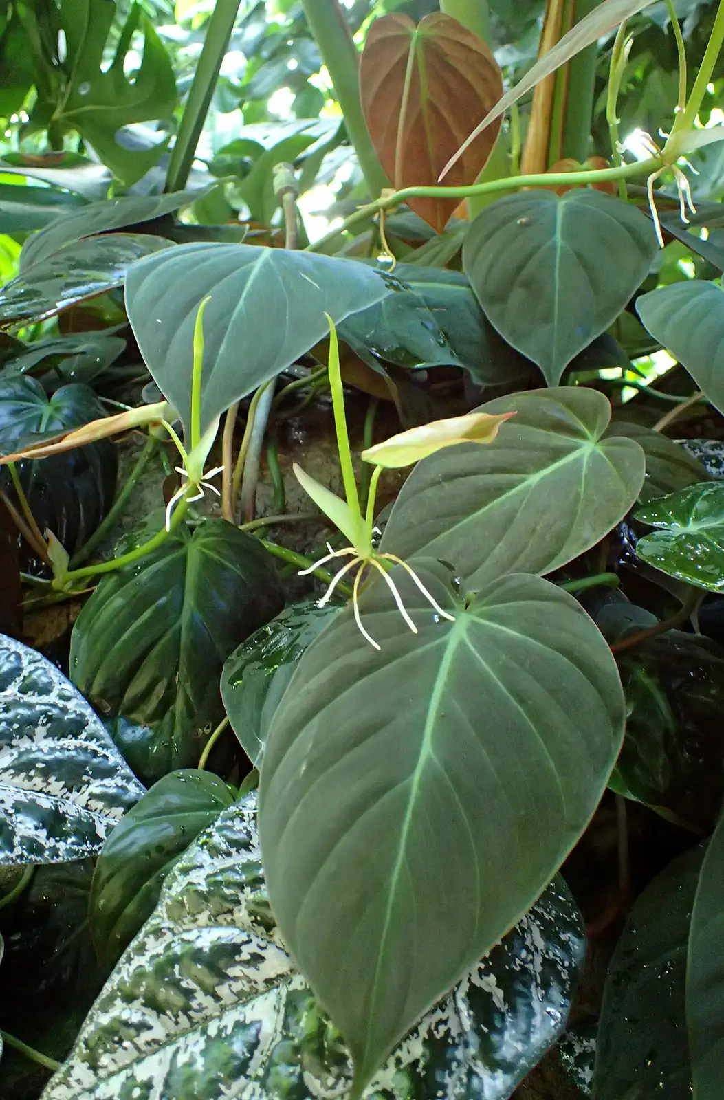 小叶喜林芋 (Philodendron hederaceum) — 特写