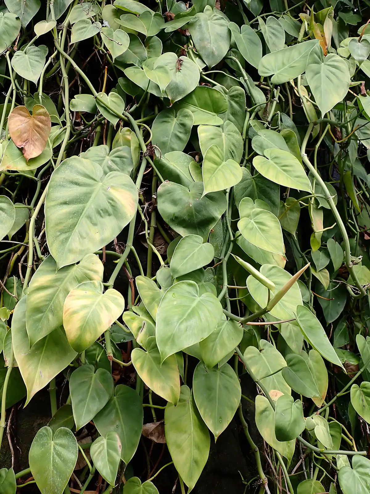 小叶喜林芋 (Philodendron hederaceum) — 环境展示