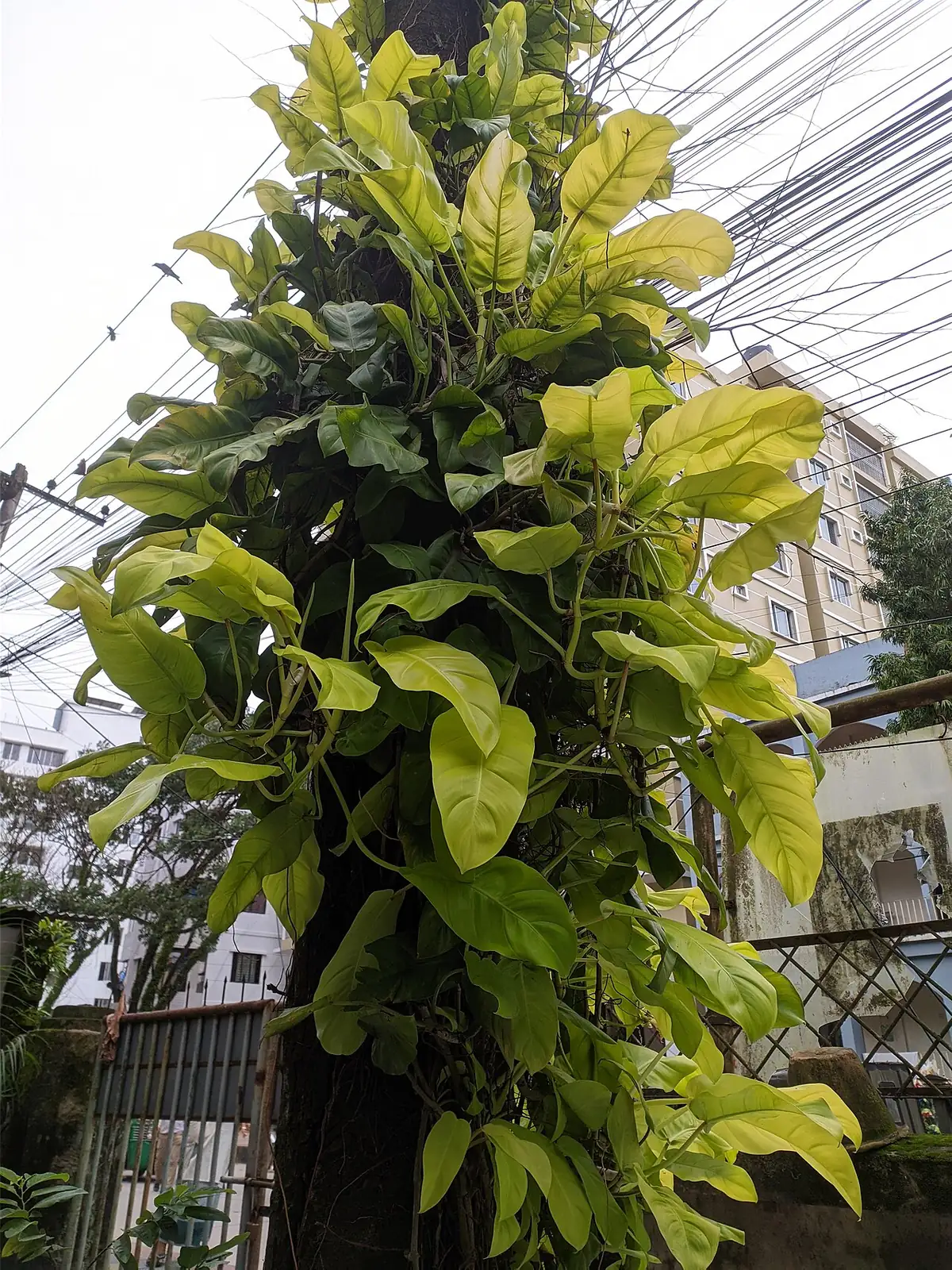 小叶喜林芋 (Philodendron hederaceum) — 更多视角