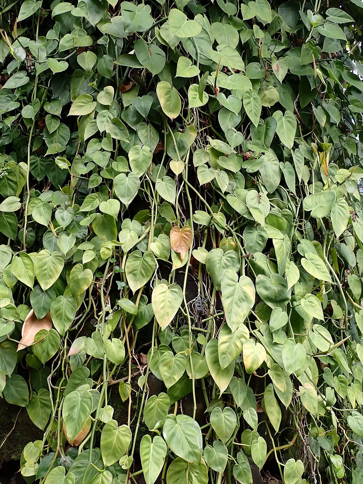 小叶喜林芋 (Philodendron hederaceum) — 更多视角