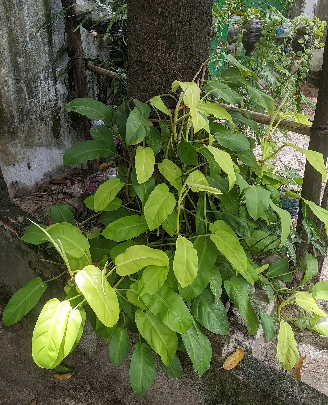 小叶喜林芋 (Philodendron hederaceum) — 更多视角