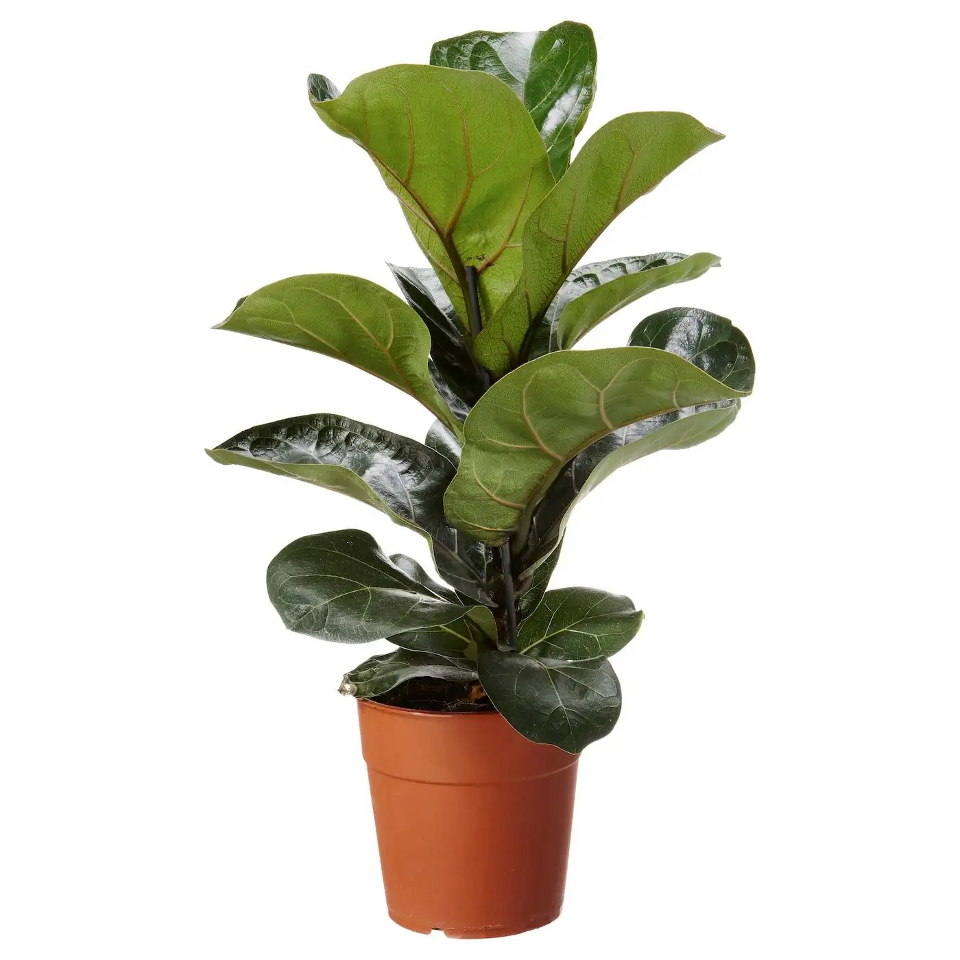 琴叶榕 (Ficus lyrata) — 细节