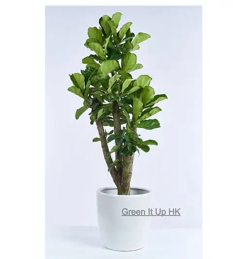 琴叶榕 (Ficus lyrata) — 特写