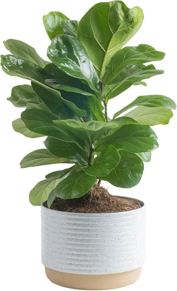 琴叶榕 (Ficus lyrata) — 环境展示