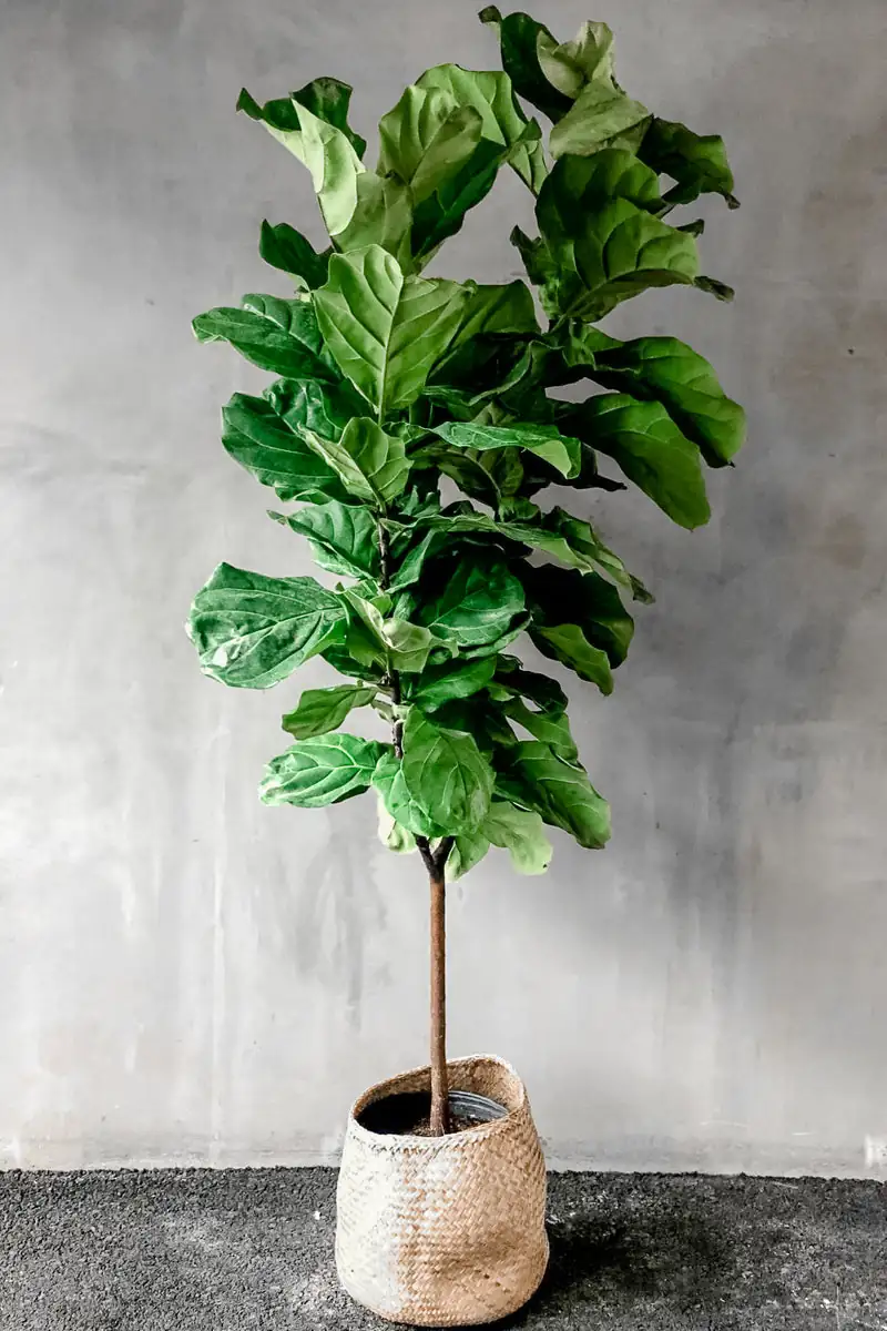琴叶榕 (Ficus lyrata) — 更多视角