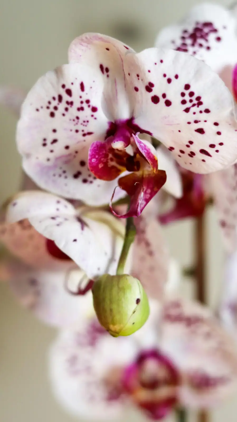 杂交蝴蝶兰 (Phalaenopsis hybrids) — 特写