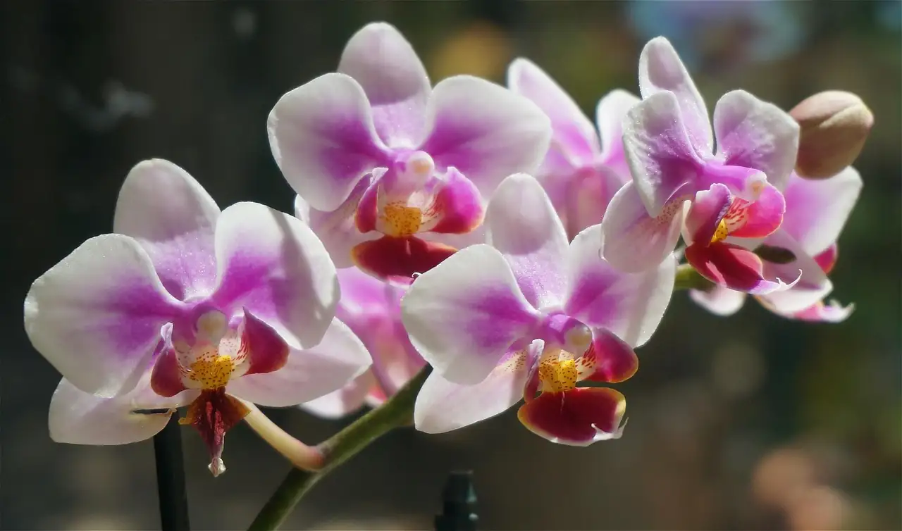 杂交蝴蝶兰 (Phalaenopsis hybrids) — 环境展示