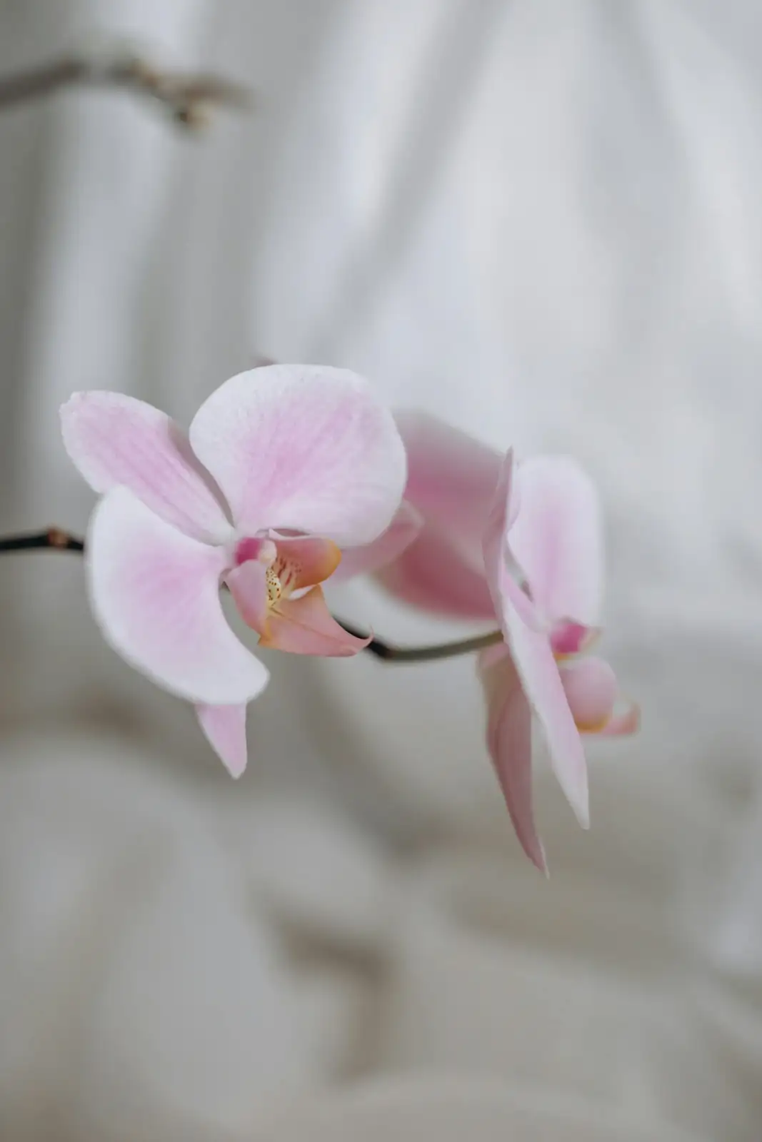 杂交蝴蝶兰 (Phalaenopsis hybrids) — 更多视角