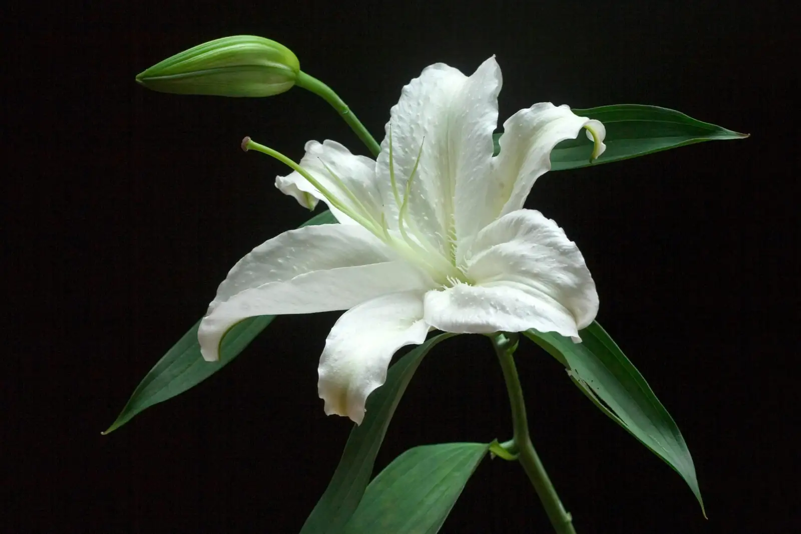 杂交蝴蝶兰 (Phalaenopsis hybrids) — 更多视角