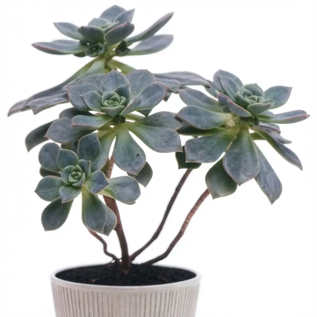 红缘莲花掌 (Aeonium haworthii) — 细节
