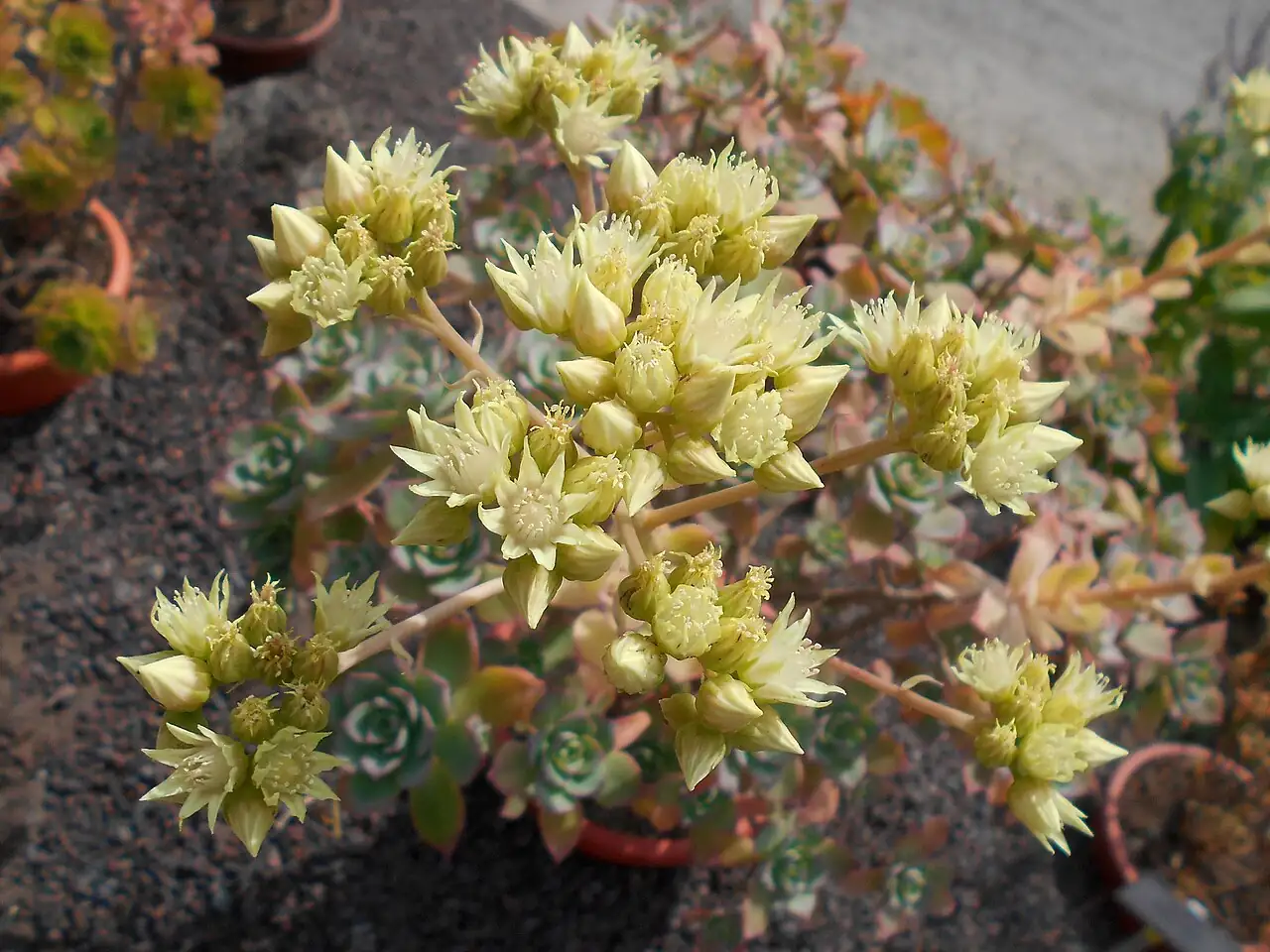 红缘莲花掌 (Aeonium haworthii) — 更多视角