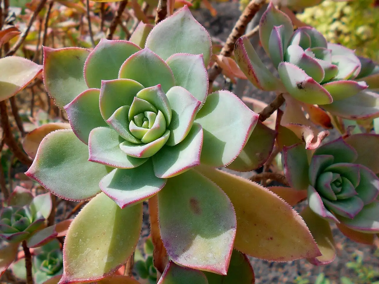 红缘莲花掌 (Aeonium haworthii) — 更多视角