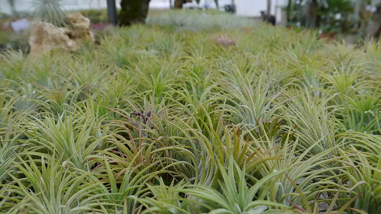 银叶花凤梨 (Tillandsia ionantha) — 特写