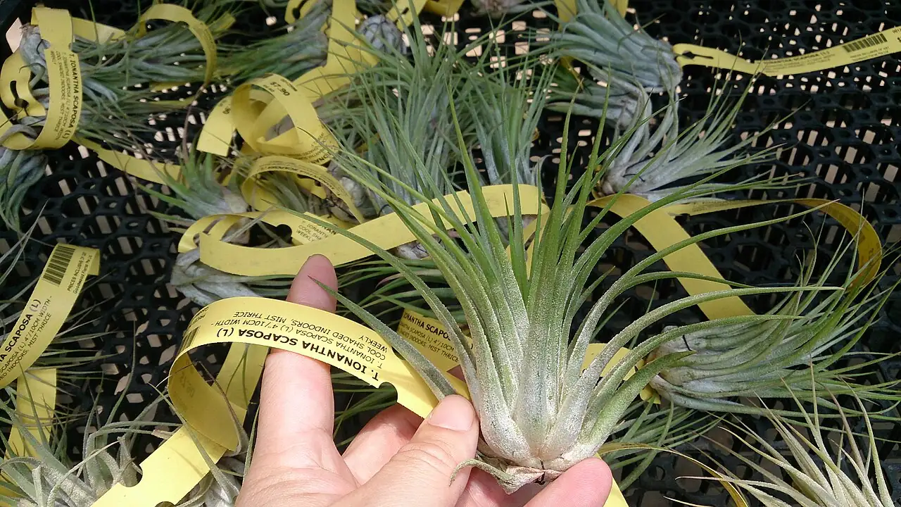 银叶花凤梨 (Tillandsia ionantha) — 更多视角