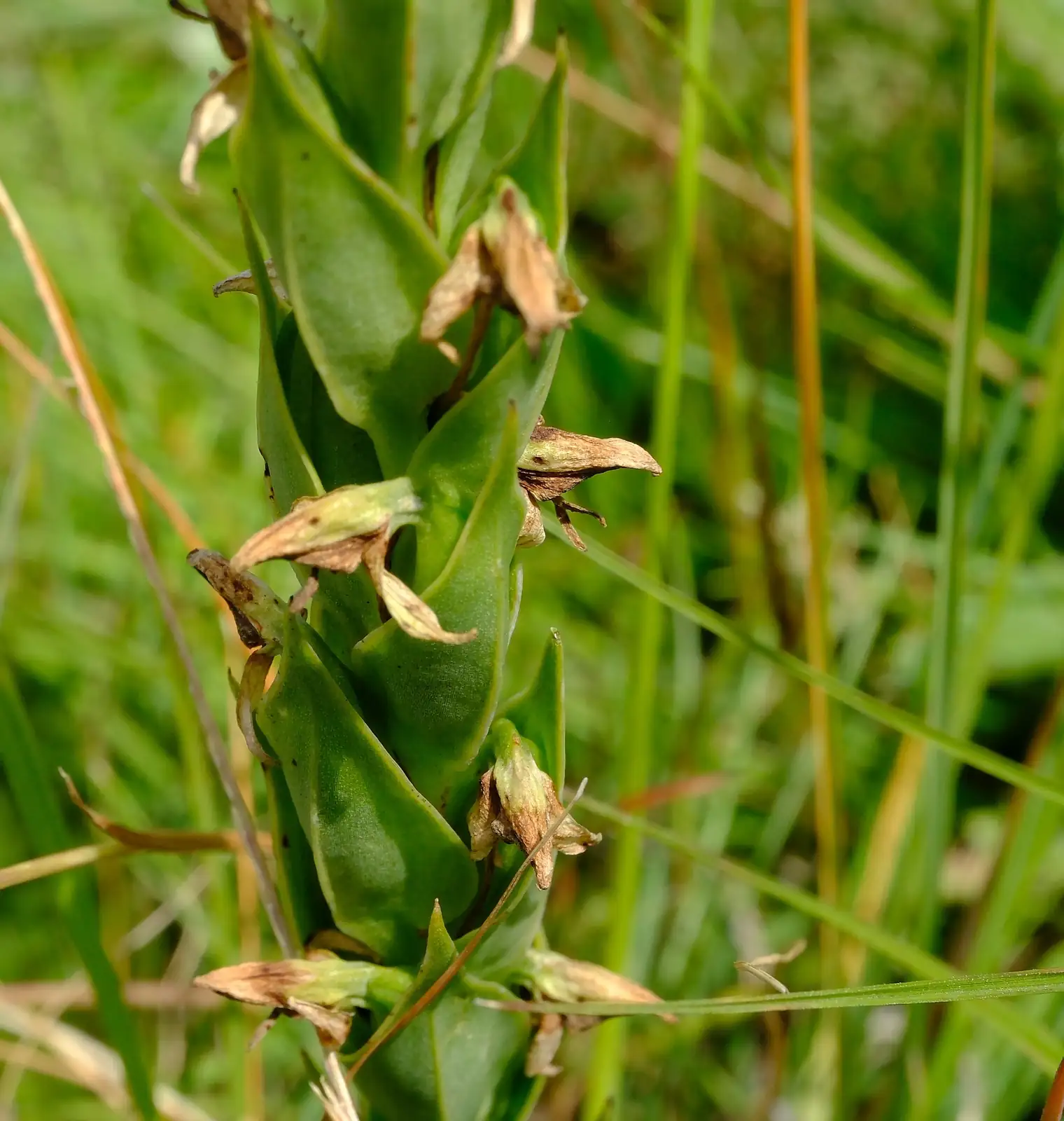 兰属杂种 (Orchidaceae hybrids (complex orchid hybrids)) — 更多视角
