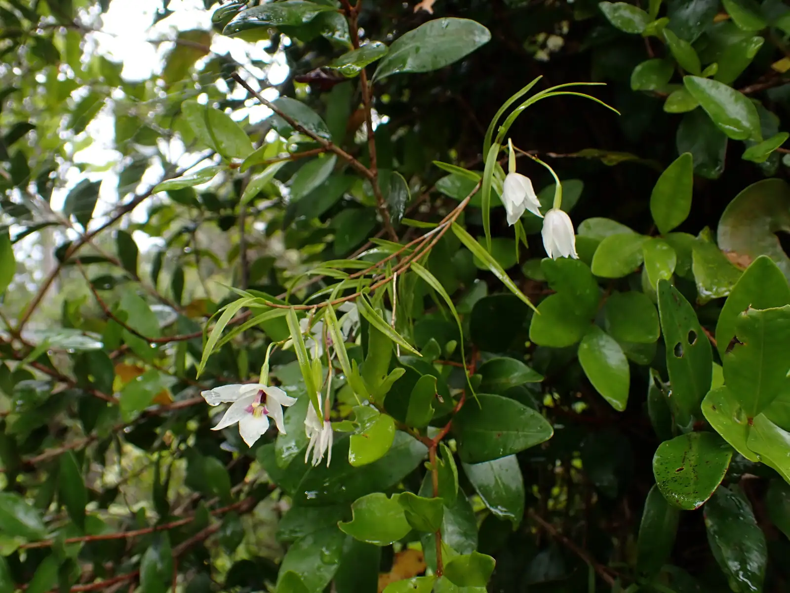 兰属杂种 (Orchidaceae hybrids (complex orchid hybrids)) — 特写