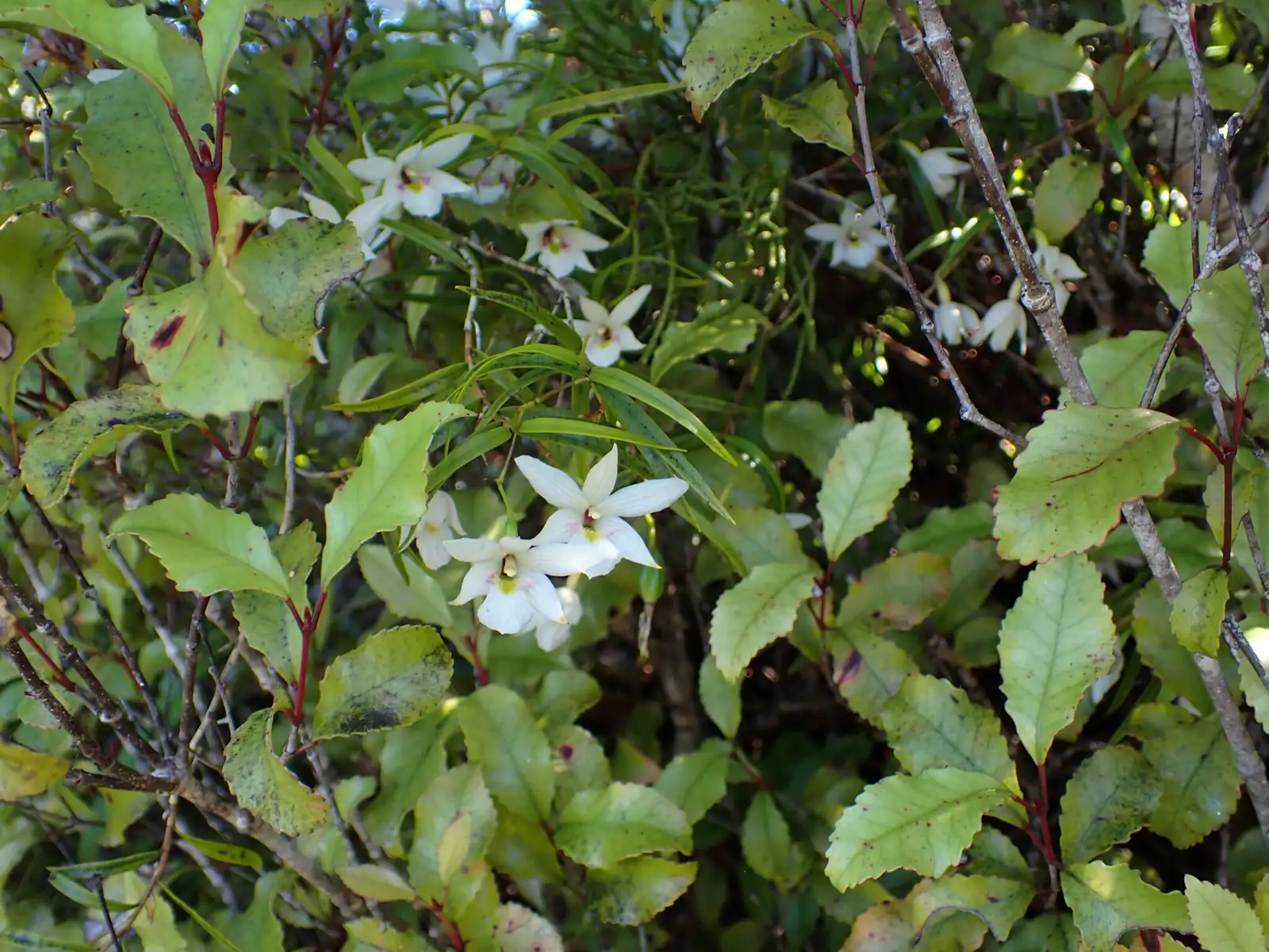 兰属杂种 (Orchidaceae hybrids (complex orchid hybrids)) — 环境展示