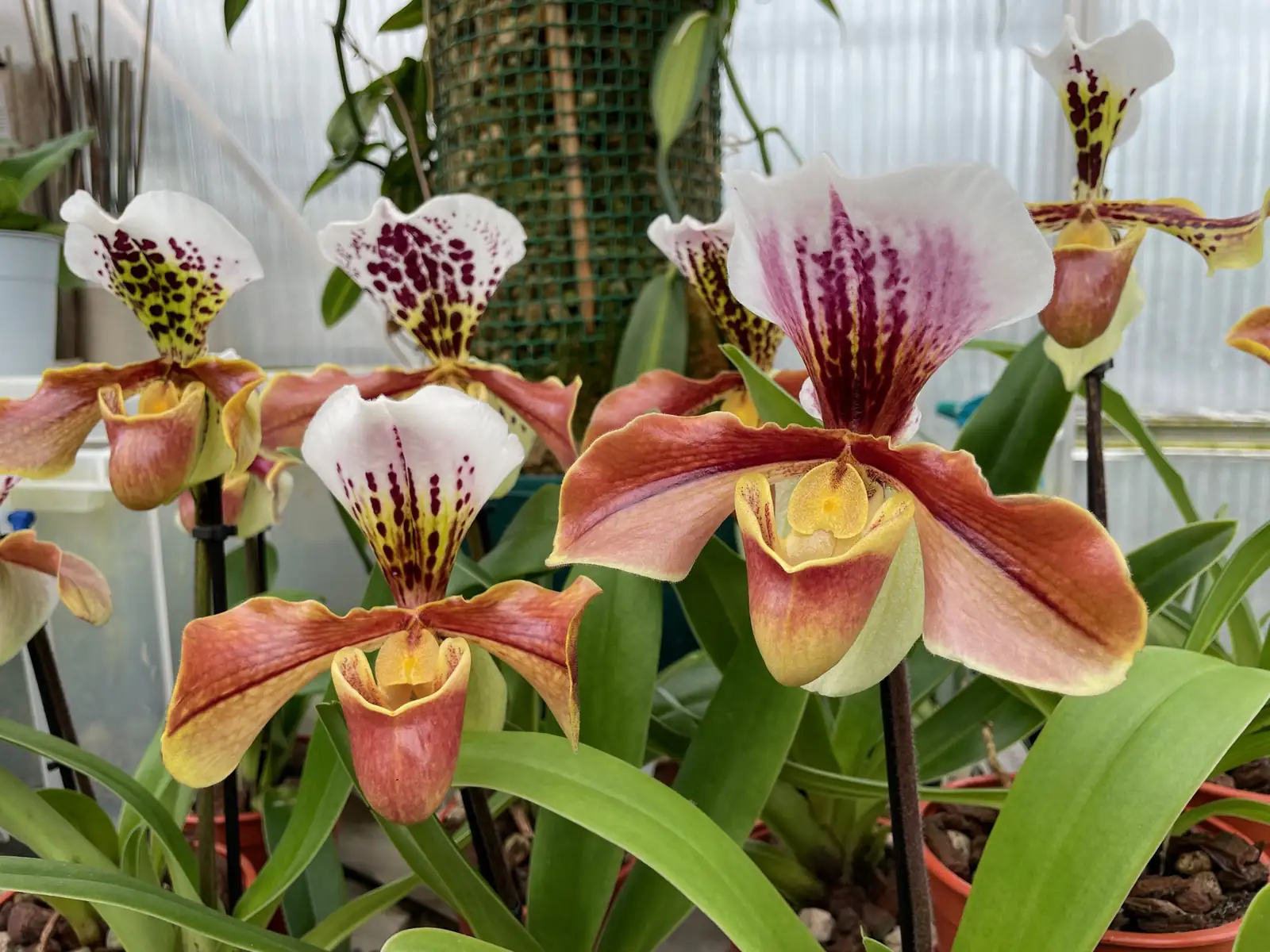 兰属杂种 (Orchidaceae hybrids (complex orchid hybrids)) — 细节